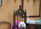 2  Barboncino sul trono