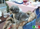 7  Dove finisce il cane e dove comincia la pelliccia?