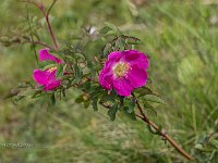 7DII0448rosa