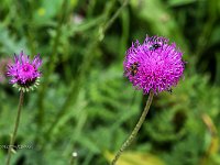 7DII0455fiore