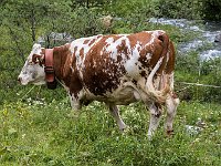 7DII0478mucca