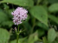 7DII0492fiore