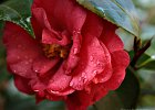 13  Camelia japonica