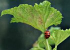 14  Coccinella