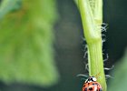 20  Coccinella