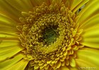 21  Gerbera