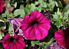 6  Petunia