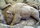 16  Carica del bufalo