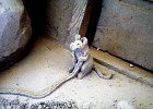 52  Mouse
