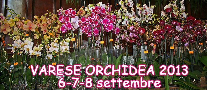 orchidee