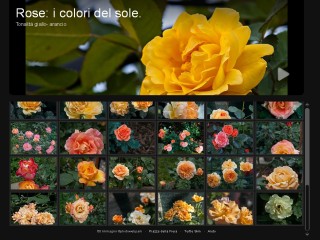 rose gialle