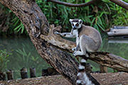 Madagascar- Lemuria Land