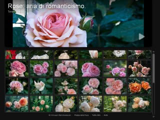 rose pastello