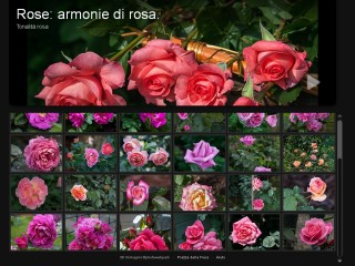rose rosa