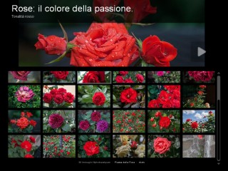 rose rosse