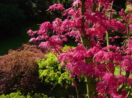 acer