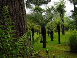 dicksonia