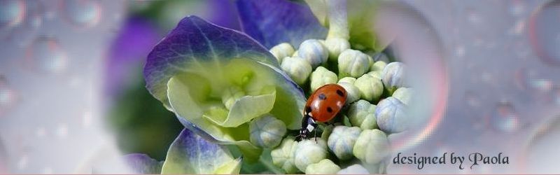 bordo coccinella