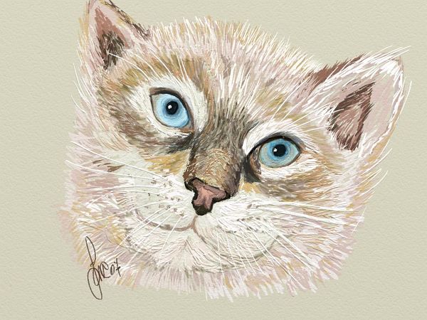gatto