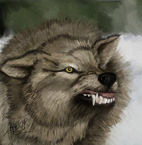 lupo