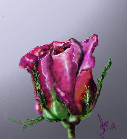rosa