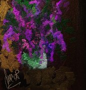 fiori