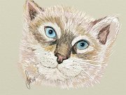 gatto