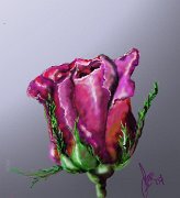 rosa