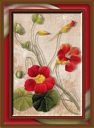 fiori compleanno